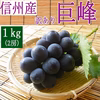長野県産 巨峰　訳あり 1kg ぶどう フルーツ 9月上旬頃出荷開始予定