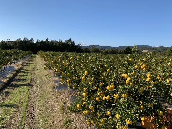 愛媛県南宇和郡愛南町｜株式会社みかん職人武田屋｜武田敦年さんの生産