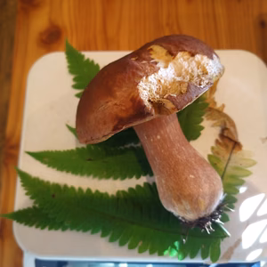 ◆早い者勝ち◆ニセコ産天然生ポルチーニ茸B品