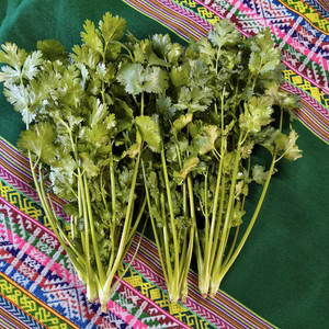 香りが違う！採れたて新鮮パクチー｜エスニック料理に｜パチャママ農園　