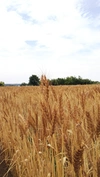伝統栽培の小麦粉1㎏　味が決め手の天日干し！