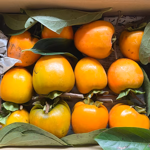 【干し柿用】自然栽培 干し柿用 渋柿 2kg（10個以上）