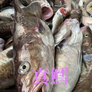 超美味しい 魚 コノシロ 農家漁師から産地直送の通販 ポケットマルシェ