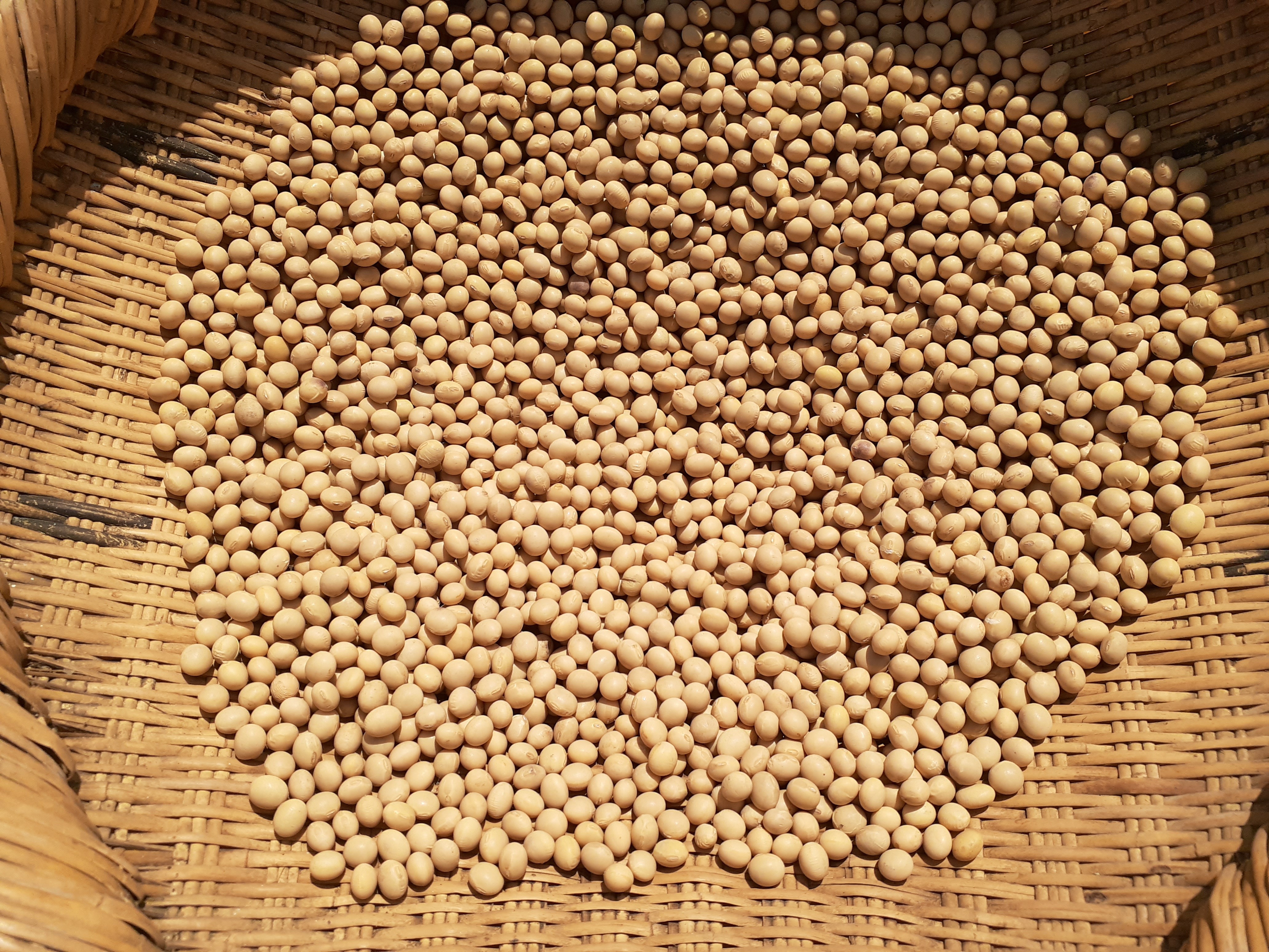 農薬および化学肥料不使用の大豆令和5年産｜米・穀類の商品詳細