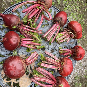 ビーツ（西洋赤カブ）　２kg
