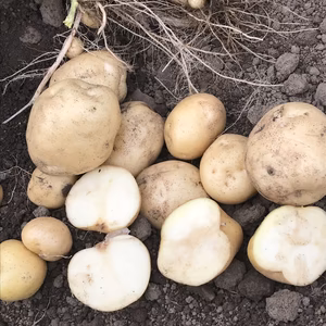 男爵ジャガイモ!　新じゃが 5㎏、10㎏