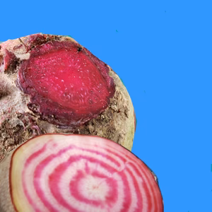 ビーツ　情熱の赤色と花丸　サイズミックス　たっぷり1.8キロ　