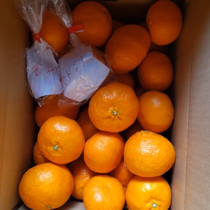 伊予柑１㌔　不知火2K　マドンナ4㌔