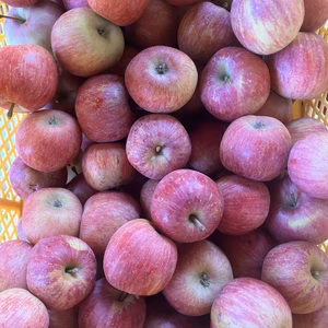 丸かじり極ふじ超小玉家庭用訳あり箱込6キロ　農薬半減栽培で安心