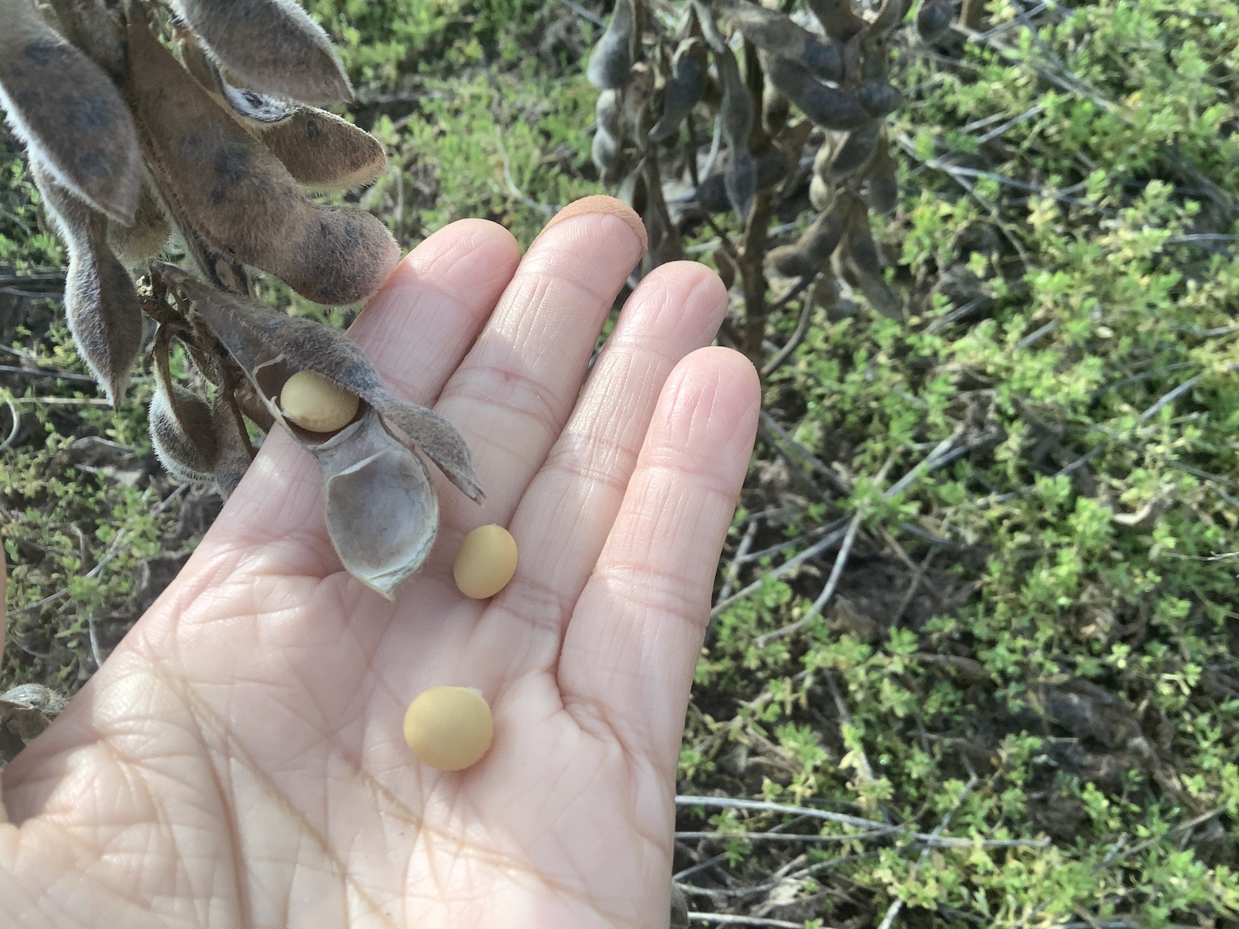 自然栽培】乾燥大豆「里のほほえみ」〜令和7年・山形県鶴岡産〜｜大豆