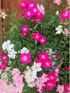 母の日　花　ウェルカムローズ　レンゲローズ3色植え　（予約販売の特別価格）