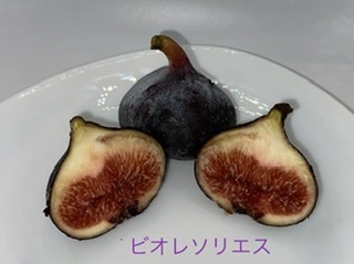 ビオレソリエス　2024年9月発送分