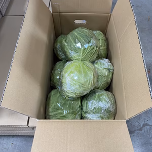 納豆菌栽培淡路島　きゃべつ　芯まで甘く旨味たっぷり！