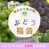 ぶどうお楽しみ福袋セット1.8キロ以上【必ず1キロ以上はシャインマスカット‼︎】