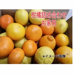 柑橘❢第6弾！A ランク！オマケ＆❢春爛漫よくばりセット（家庭用）