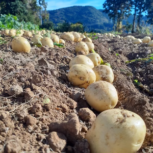 新しい品種　アイマサリ　ねっとりとした食感❗