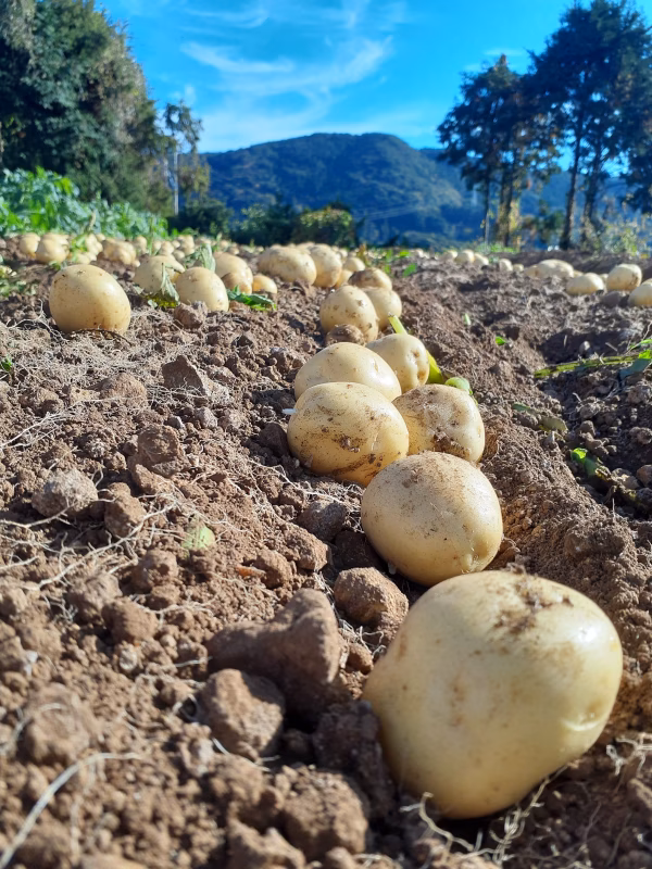 新しい品種　アイマサリ　ねっとりとした食感❗