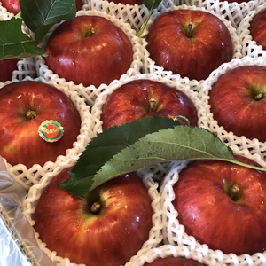 【厳選大玉‼︎】　甘い品種つがる　5キロ