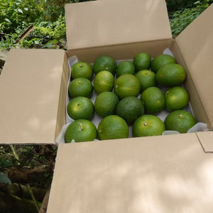 徳島県産ゆこう青果　1.5kg 10月1６日より発送予定です