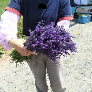 北海道産香りのよいラベンダー生花切り花（1kg+200g）発送7/14前後