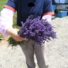 北海道産香りのよいラベンダー生花切り花（1kg+200g）発送7/1０前後
