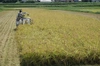 コシヒカリ　農薬不使用  有機肥料使用　２０２３年産　有機ＪＡＳ