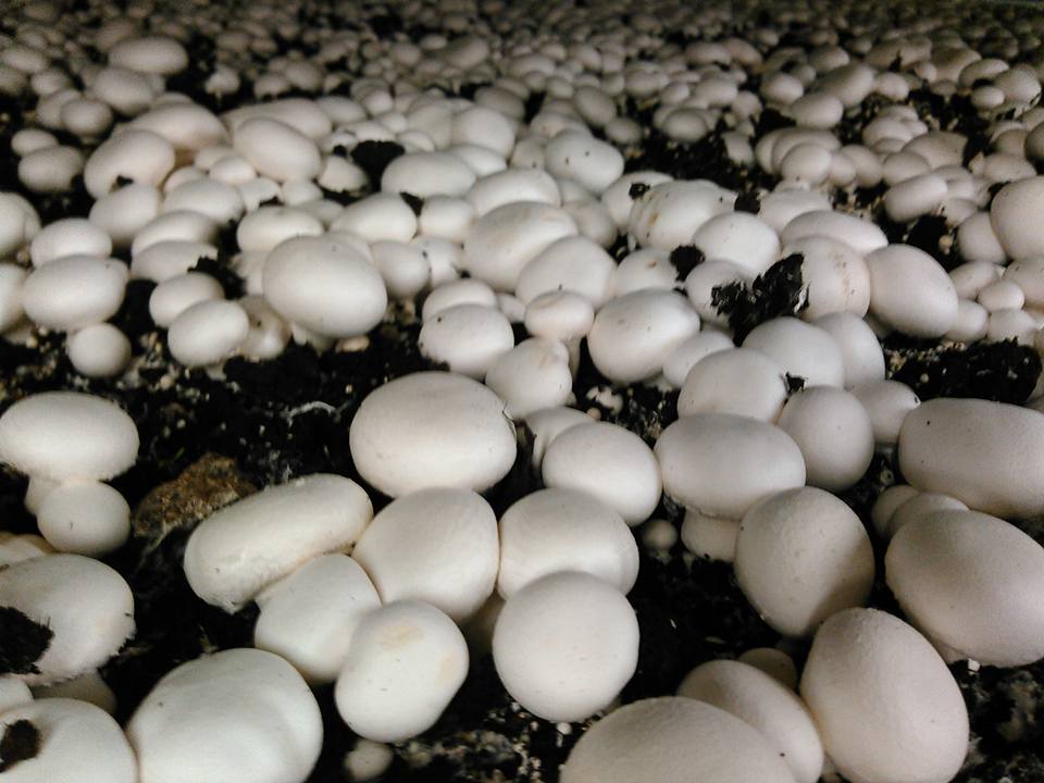 14657287_1150546085028647_3863008887289122453_n