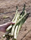 希少【山形県特産品】春採りアスパラガス(3Lサイズ)