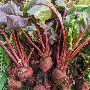 有機葉付きビーツ！