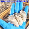 新1年牡蠣スタート 生牡蠣 生食用 剥き身 牡蠣  むき身 牡蛎 0.5kｇ～