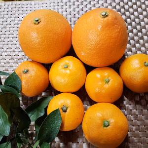 ５㌔　アイカマドンナとこみかん詰め合わせ　ワックス不使用