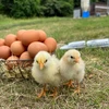 【北陸新幹線開通記念】福地鶏のふくたまご25個セット