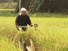平成３０年産　みさとかけ干し米
