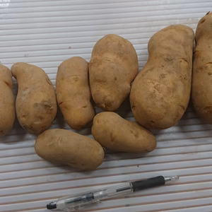 【訳あり】北海道産メークイン