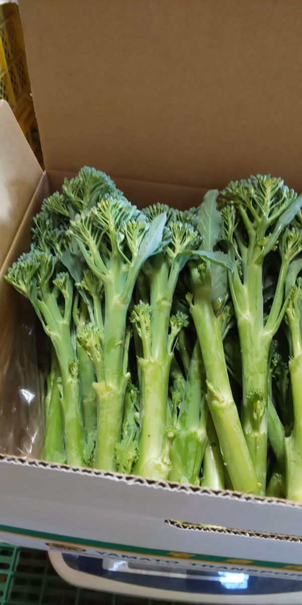 茎ブロッコリー　　　ライバルは.....。