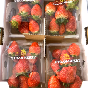 【香川県産】甘さあふれる採れたてイチゴ詰め合わせ♪約1kg（260g×4パック）