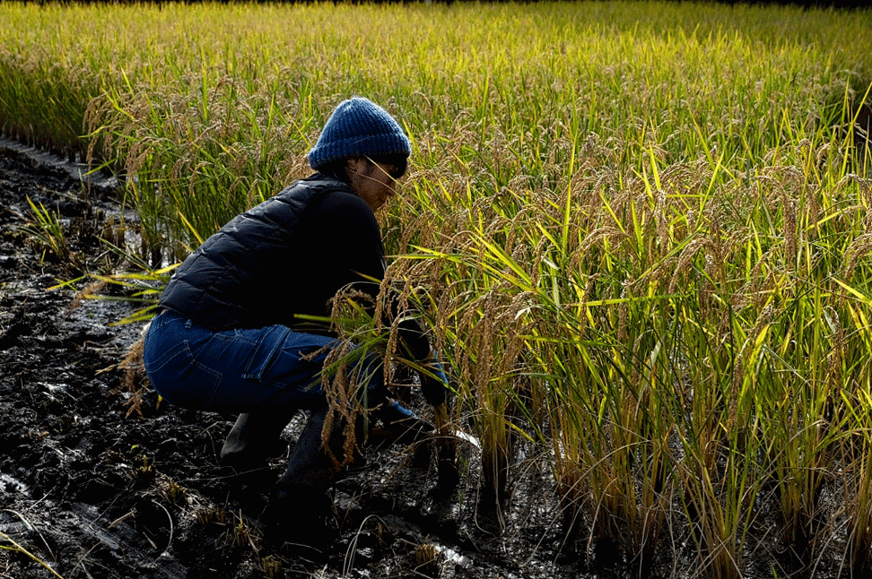 稲刈りは筋トレなんだ 山梨に実在したカロリー循環型の持続可能な援農の物語 農家漁師から産地直送の通販 ポケットマルシェ