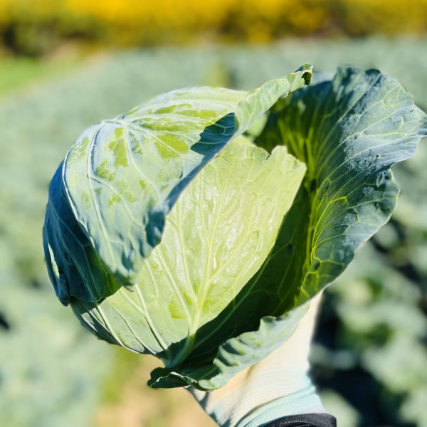 食卓を彩るちょっと小さめアンビエントキャベツ‼️