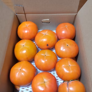 美濃農園の富有柿（訳あり）18～22個 5kg（箱込）サイズ混合