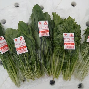 ルッコラ入り！サラダお野菜セット 水耕栽培（食べきりパック10袋）