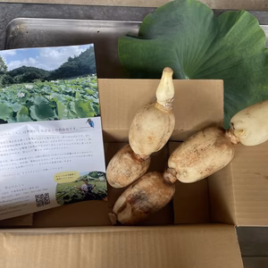 無農薬・無施肥の自然栽培のれんこん　常温発送