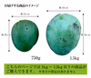 【訳あり】燦々キーツマンゴー（沖縄県産）1玉（1kg～1.5kg以下）