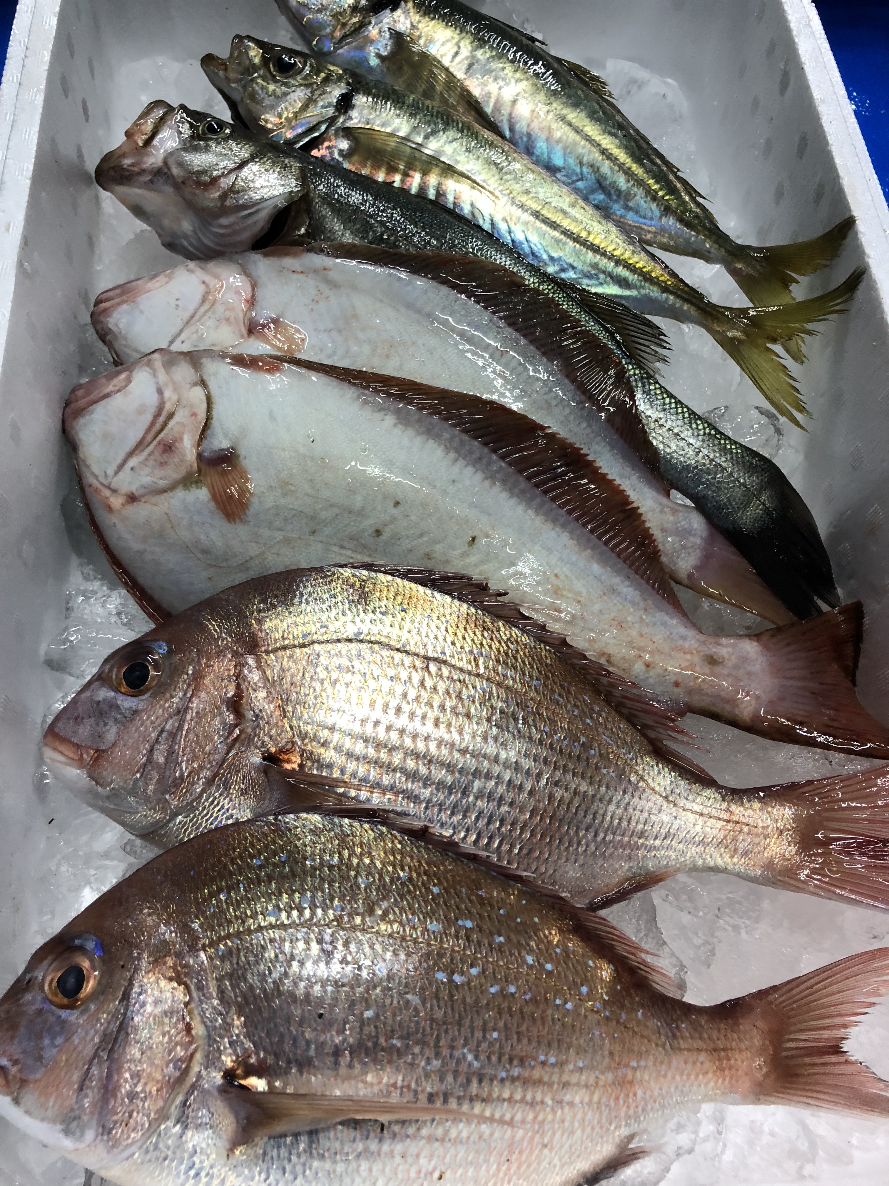 美保湾の魚 お刺身セット80サイズに入る30cmまでの魚 農家漁師から産地直送の通販 ポケットマルシェ