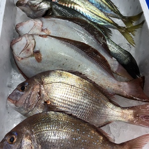 美保湾の魚 お刺身セット80サイズに入る30cmまでの魚