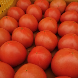 朝倉さんちの完熟トマト