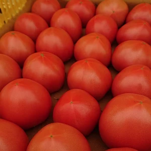 期間限定～！朝倉さんちの完熟トマト