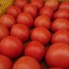 朝倉さんちの完熟トマト