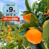 完熟ゆら早生みかん（ゆらわせ）発祥地の意地で作った本場の味【１1月上旬発送】
