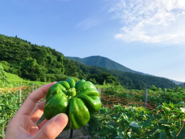 長野県中野市｜斑尾ぼたんこしょう保存会｜大内ふじ子さんの生産者