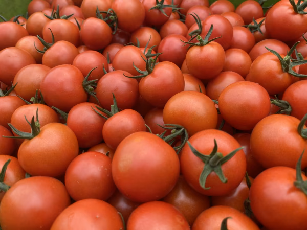 フルーツミニトマト